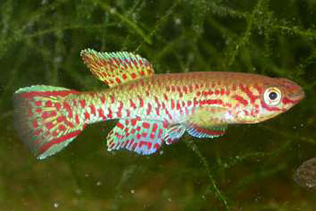 APHYOSEMION GARDNERI